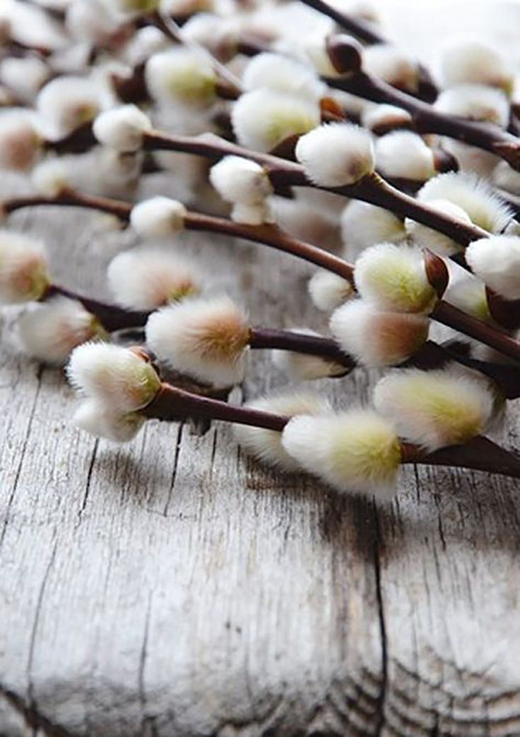 Soft_Whites___a_Cotton_Willow_Inspired_Wedding_Mood_Board___Festival_Brides.jpg